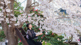 桜撮影の申し込み受付を開始しました！